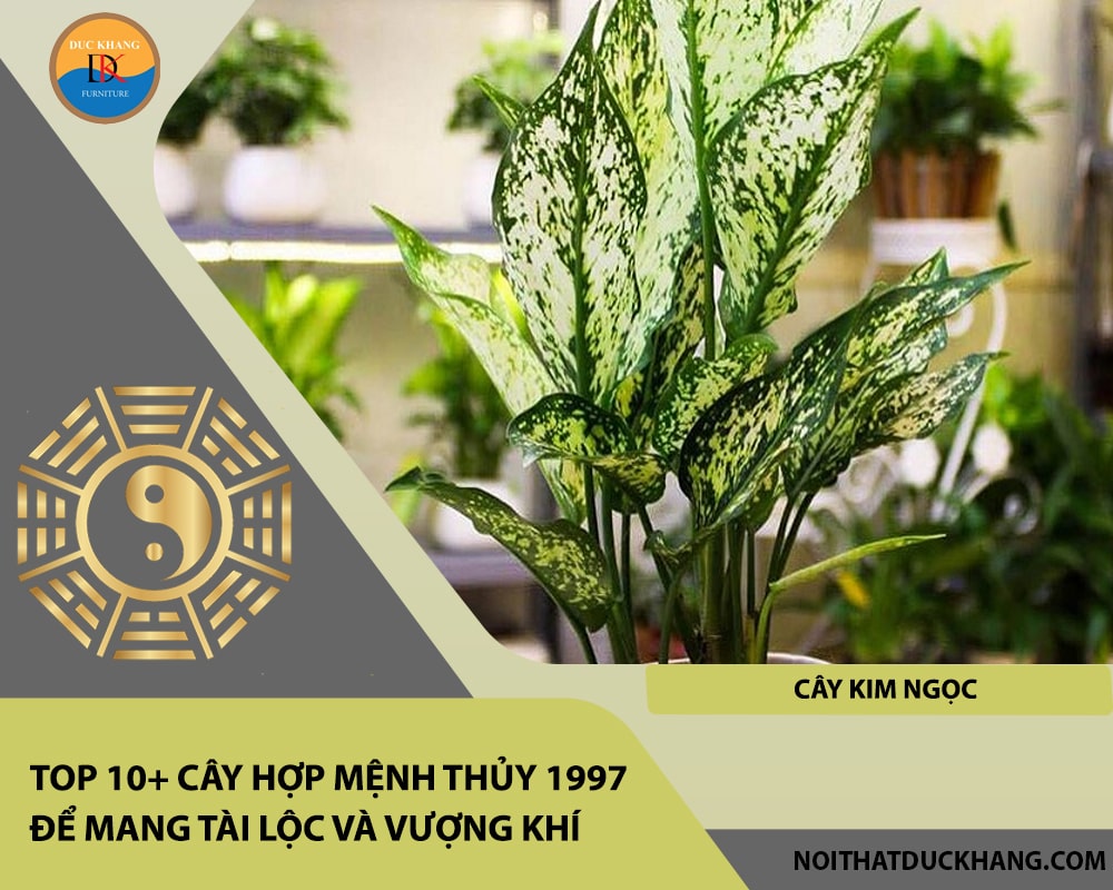 Top 10+ cây hợp mệnh Thủy 1997 để mang tài lộc và vượng khí - Cây kim ngọc Top 10+ cây hợp mệnh Thủy 1997 để mang tài lộc và vượng khí - Cây kim ngọc