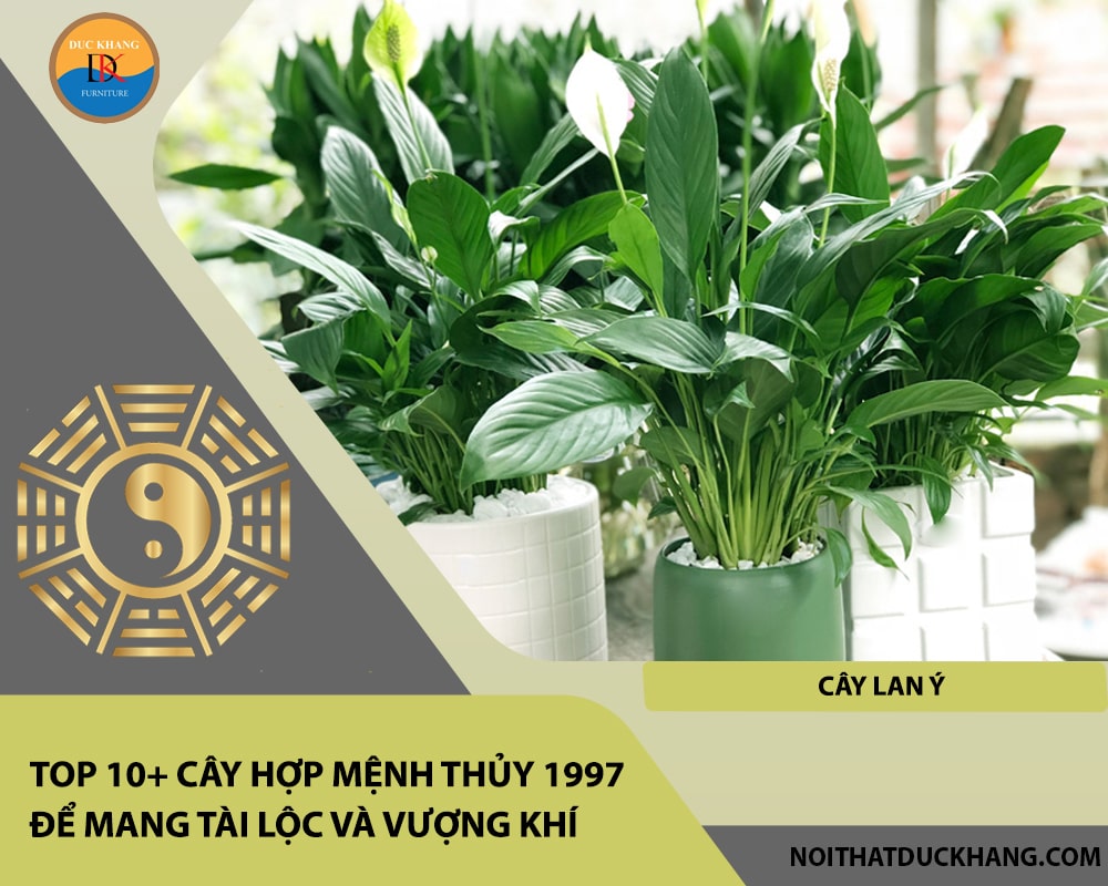 Top 10+ cây hợp mệnh Thủy 1997 để mang tài lộc và vượng khí - Cây Lan Ý Top 10+ cây hợp mệnh Thủy 1997 để mang tài lộc và vượng khí - Cây Lan Ý