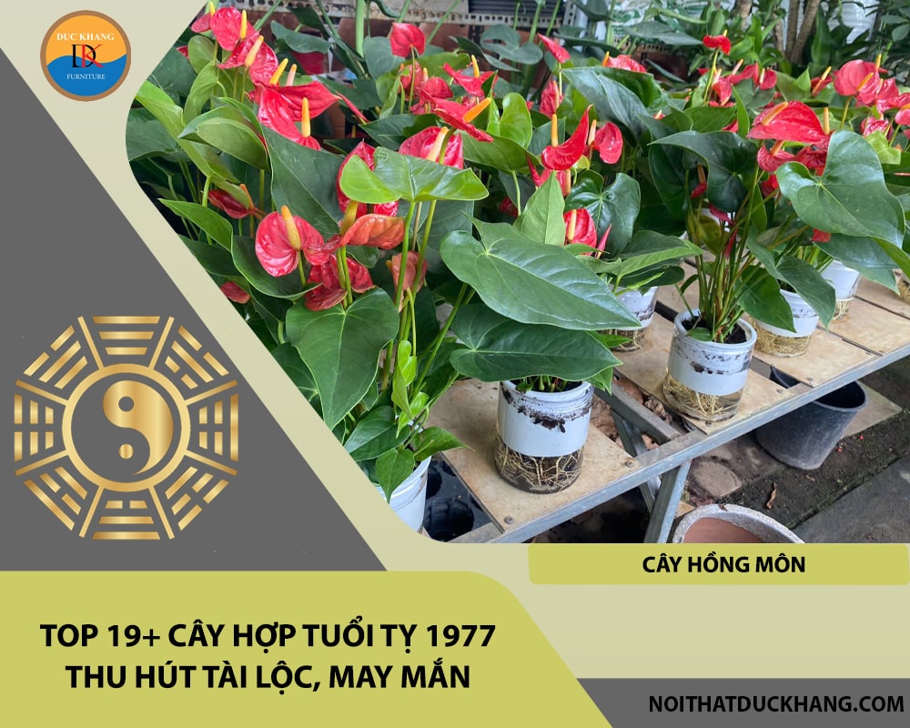 Top 19+ cây hợp tuổi Tỵ 1977 thu hút tài lộc, may mắn - Cây hồng môn