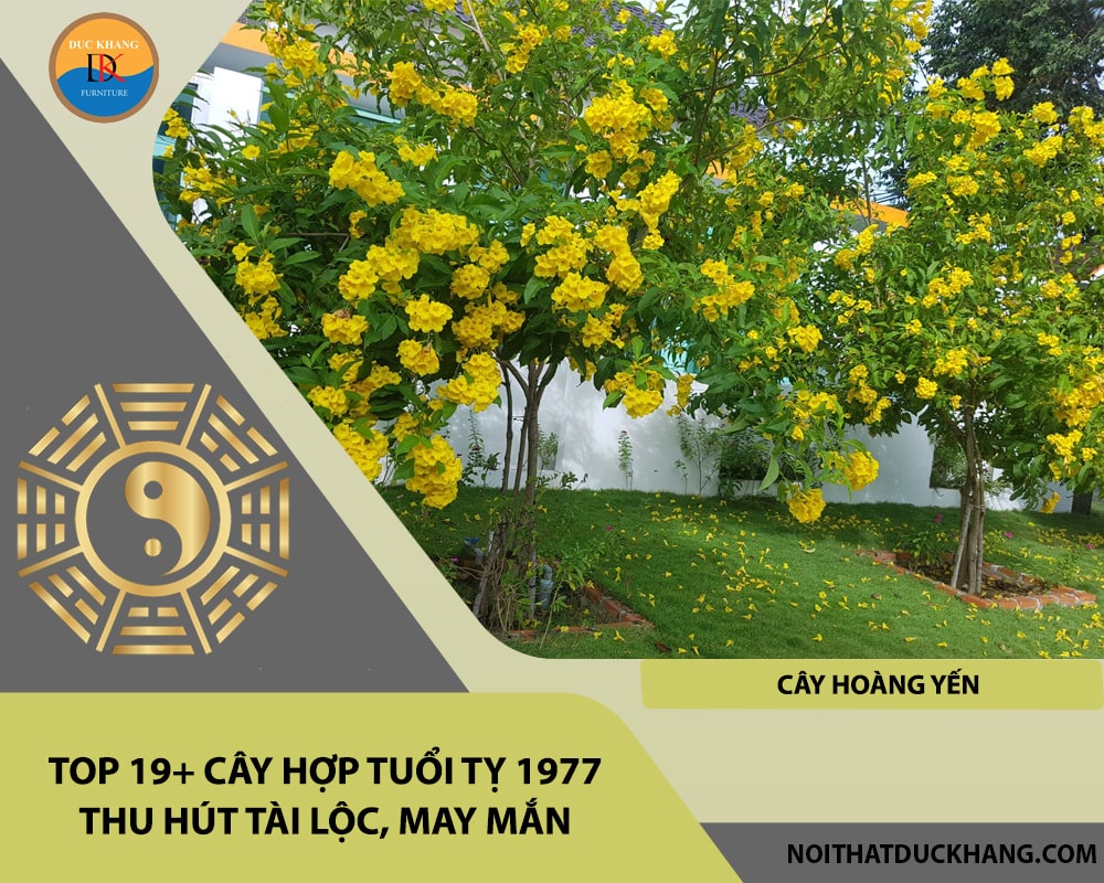 Top 19+ cây hợp tuổi Tỵ 1977 thu hút tài lộc, may mắn - Cây hoàng yến