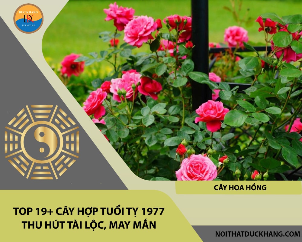 Top 19+ cây hợp tuổi Tỵ 1977 thu hút tài lộc, may mắn - Cây hoa hồng