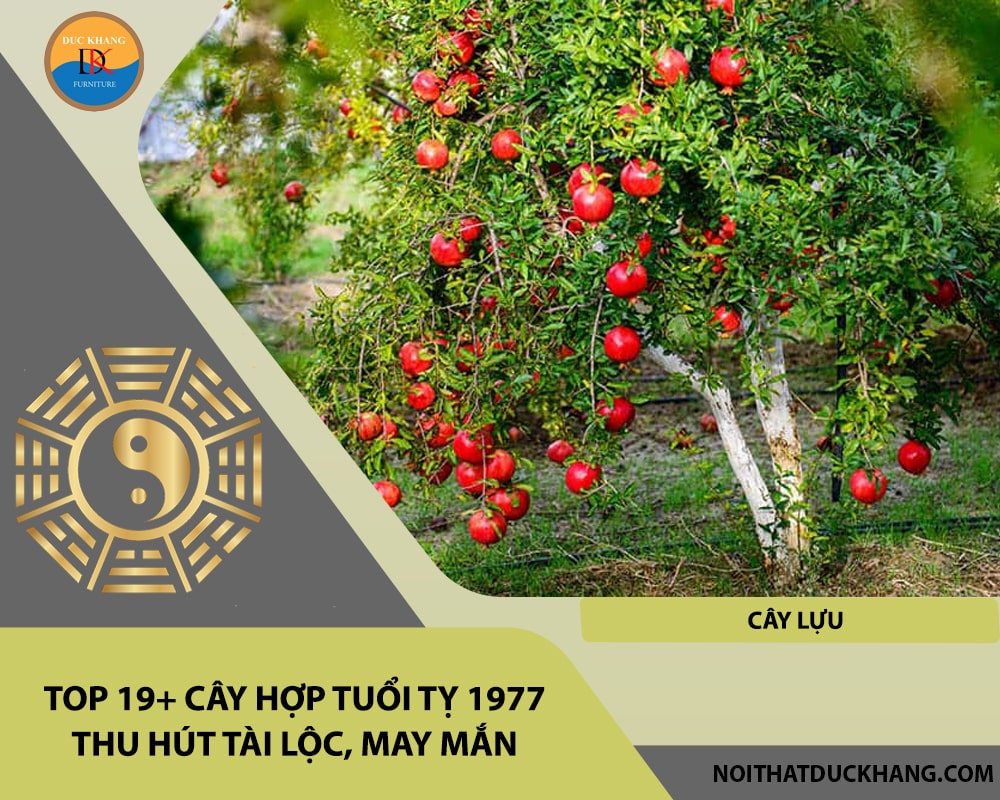 Top 19+ cây hợp tuổi Tỵ 1977 thu hút tài lộc, may mắn - Cây lựu