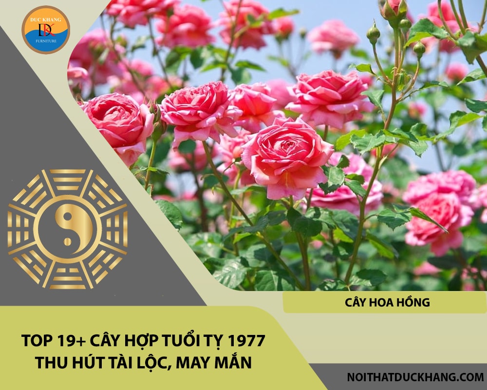 Top 19+ cây hợp tuổi Tỵ 1977 thu hút tài lộc, may mắn - Cây hoa hồng