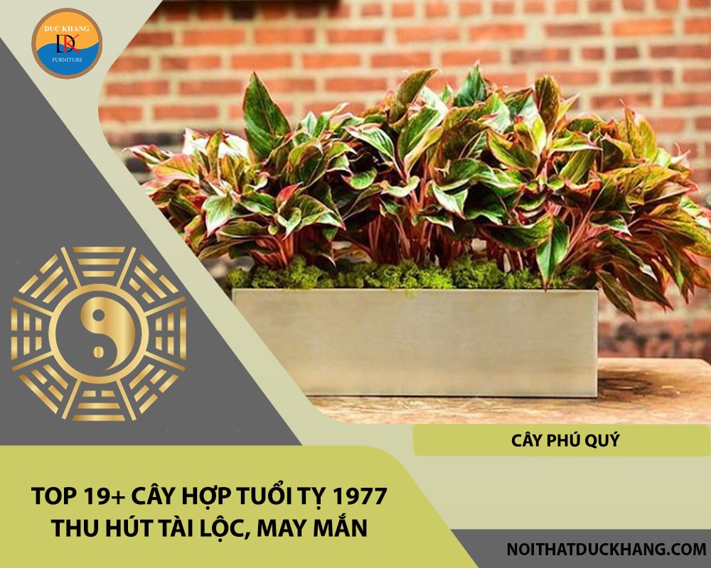 Top 19+ cây hợp tuổi Tỵ 1977 thu hút tài lộc, may mắn - Cây phú quý