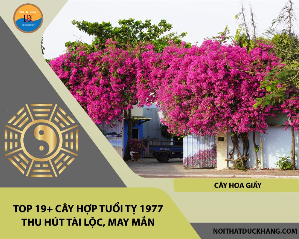 Top 19+ cây hợp tuổi Tỵ 1977 thu hút tài lộc, may mắn - Cây hoa giấy