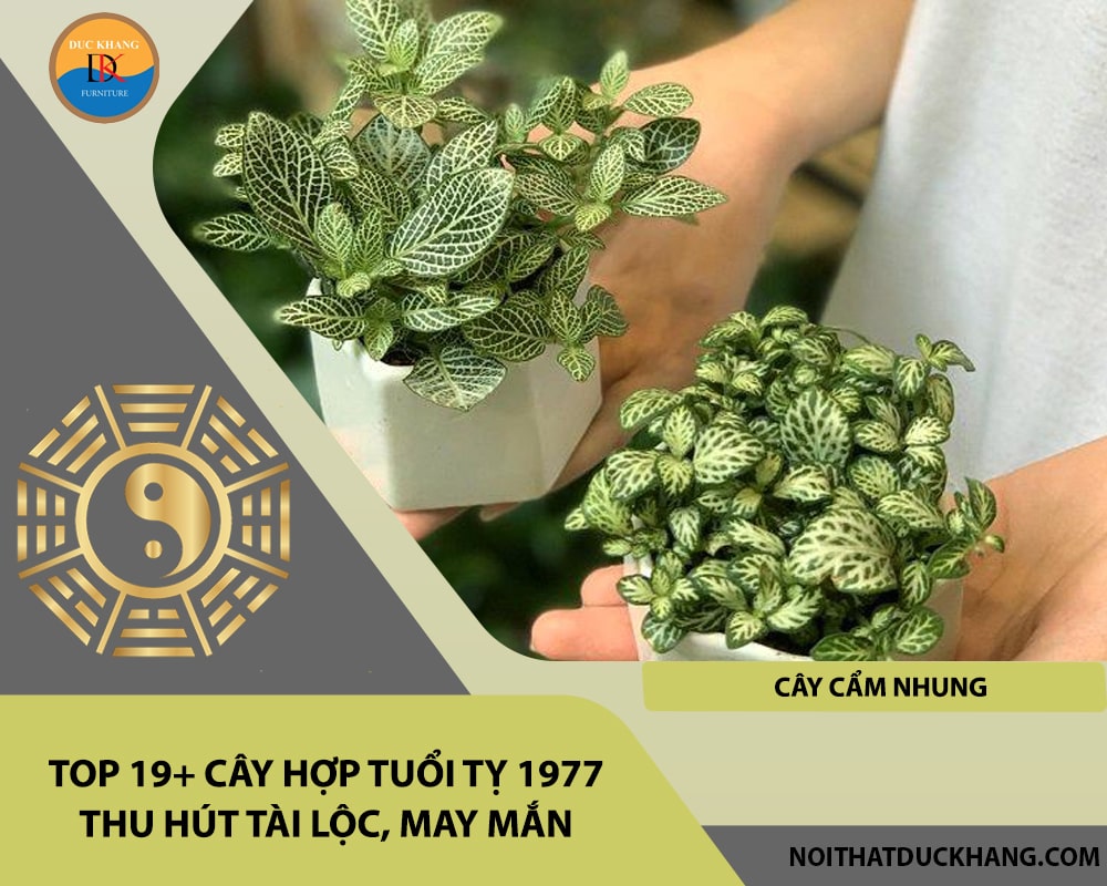Top 19+ cây hợp tuổi Tỵ 1977 thu hút tài lộc, may mắn - Cây cẩm nhung