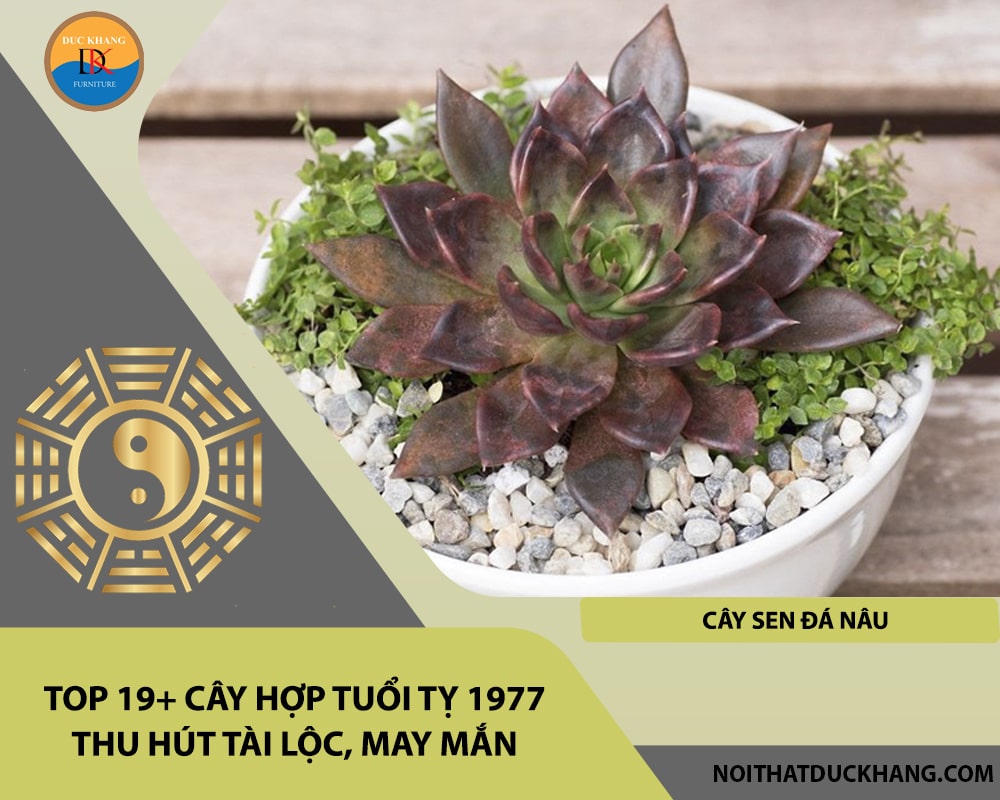 Top 19+ cây hợp tuổi Tỵ 1977 thu hút tài lộc, may mắn - Cây sen đá nâu