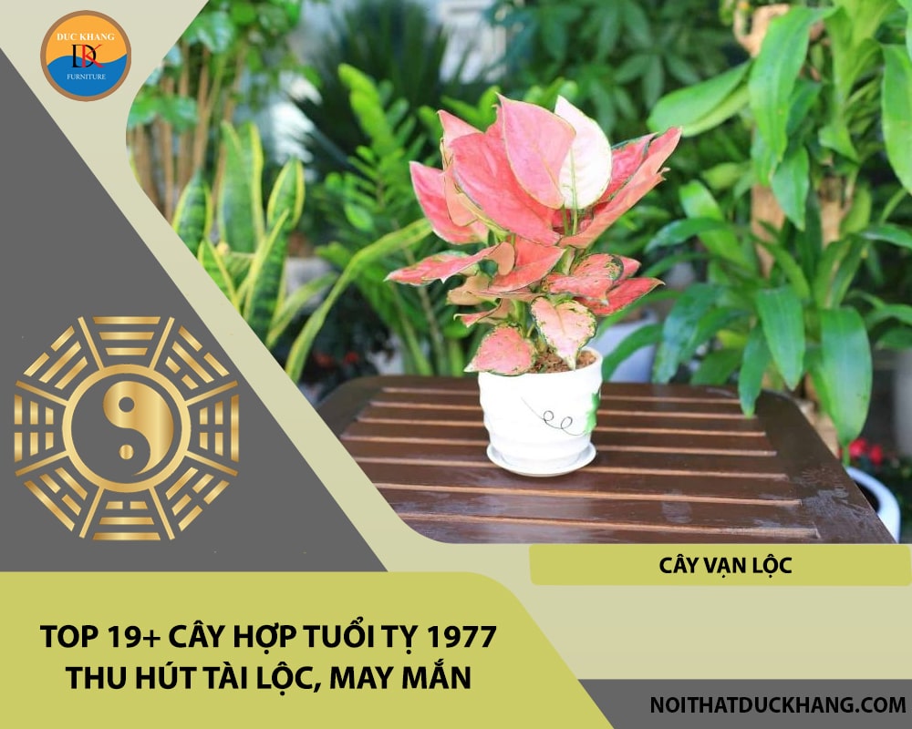 Top 19+ cây hợp tuổi Tỵ 1977 thu hút tài lộc, may mắn - Cây vạn lộc