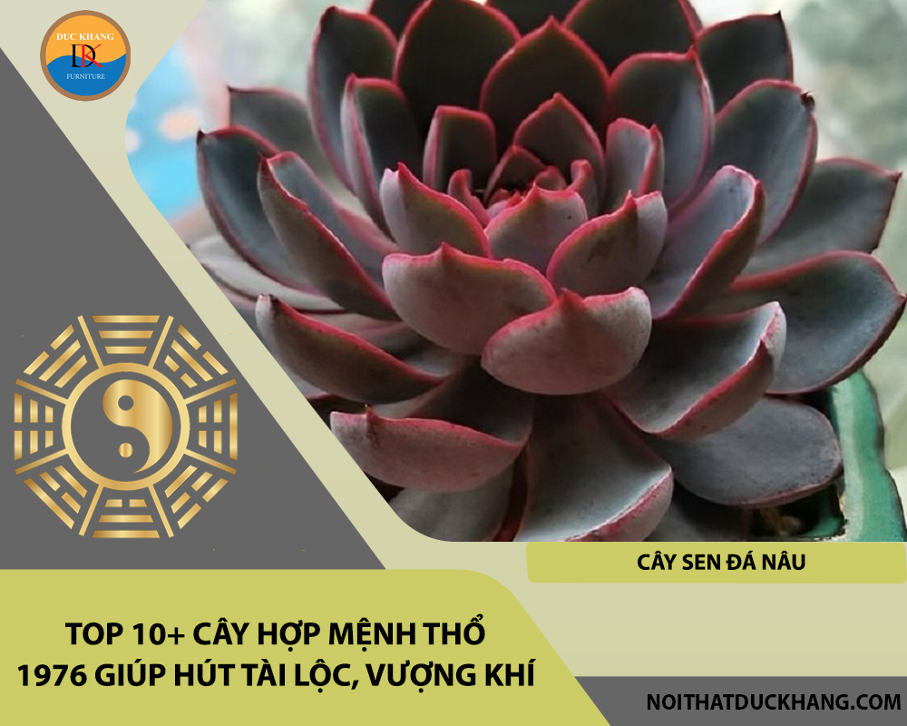 Top 10+ cây hợp mệnh Thổ 1976 giúp hút tài lộc, vượng khí - Cây sen đá nâu