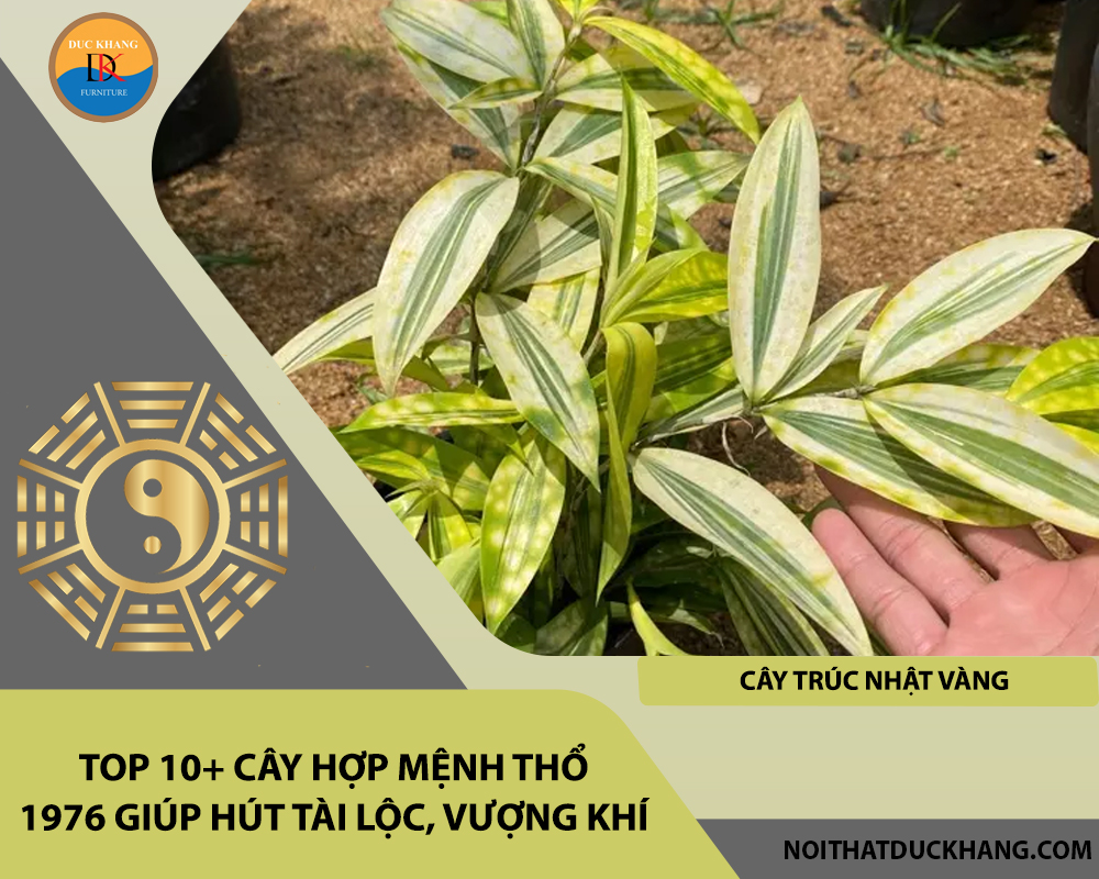 Top 10+ cây hợp mệnh Thổ 1976 giúp hút tài lộc, vượng khí - Cây trúc nhật vàng