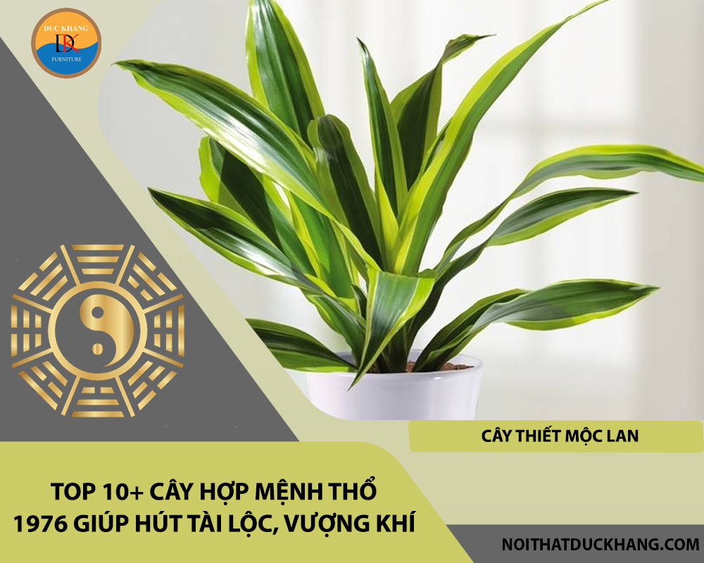 Top 10+ cây hợp mệnh Thổ 1976 giúp hút tài lộc, vượng khí - Cây thiết mộc lan