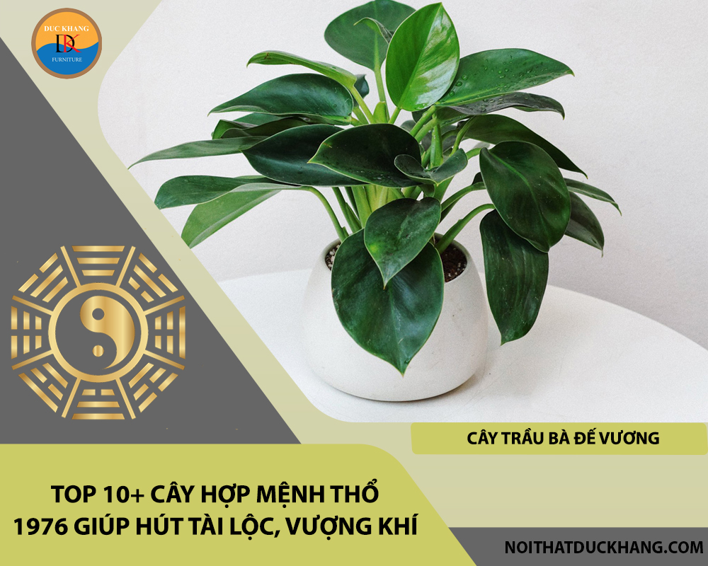 Top 10+ cây hợp mệnh Thổ 1976 giúp hút tài lộc, vượng khí - Cây trầu bà đế vương