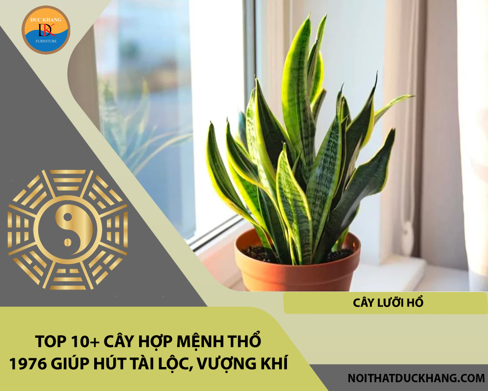 Top 10+ cây hợp mệnh Thổ 1976 giúp hút tài lộc, vượng khí - Cây lưỡi hổ