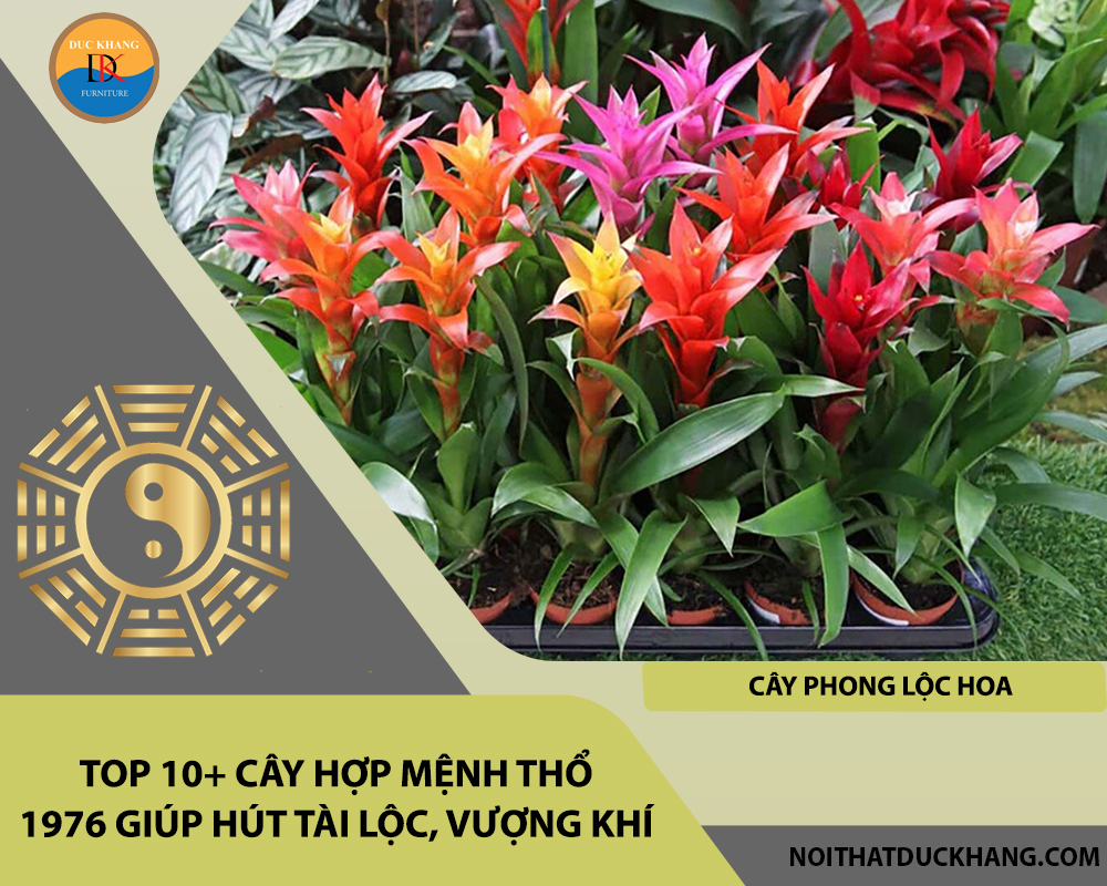 Top 10+ cây hợp mệnh Thổ 1976 giúp hút tài lộc, vượng khí - Cây phong lộc hoa