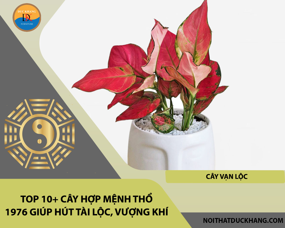 Top 10+ cây hợp mệnh Thổ 1976 giúp hút tài lộc, vượng khí - Cây vạn lộc