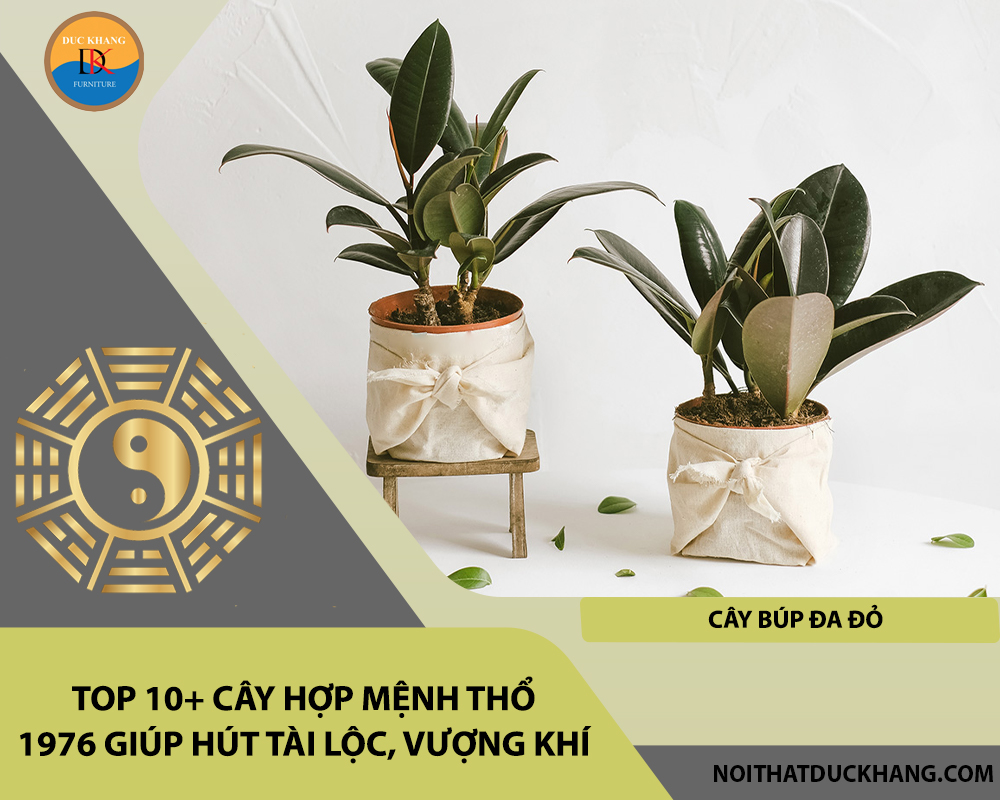 Top 10+ cây hợp mệnh Thổ 1976 giúp hút tài lộc, vượng khí - Cây búp đa đỏ