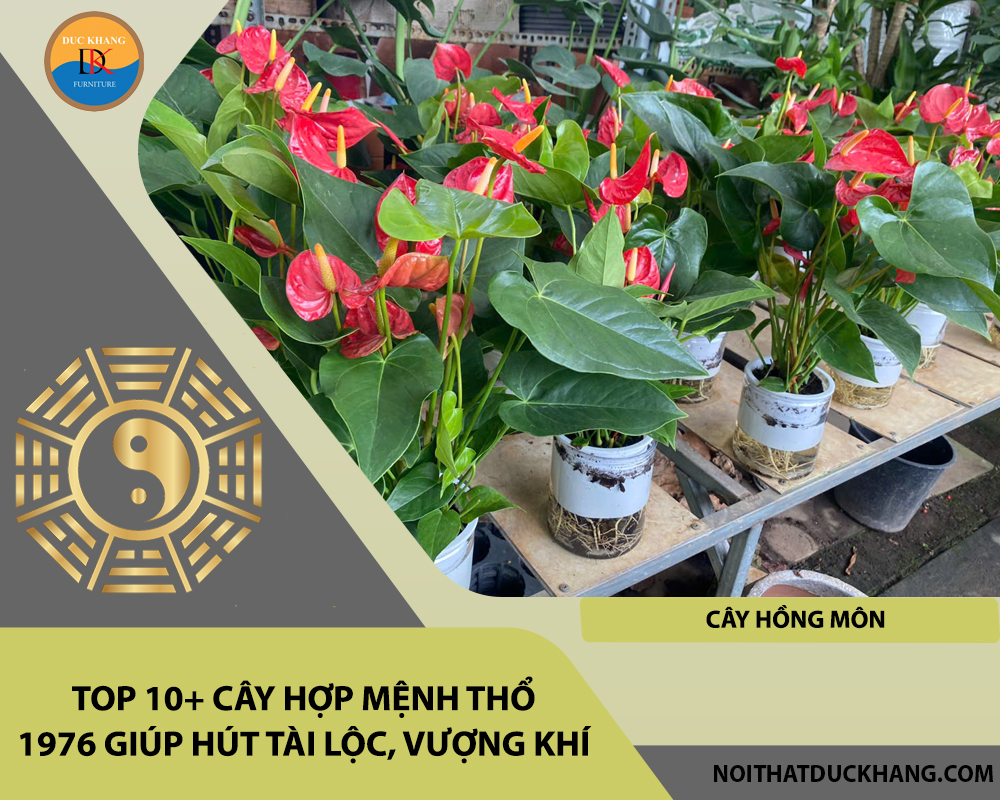 Top 10+ cây hợp mệnh Thổ 1976 giúp hút tài lộc, vượng khí - Cây hồng môn