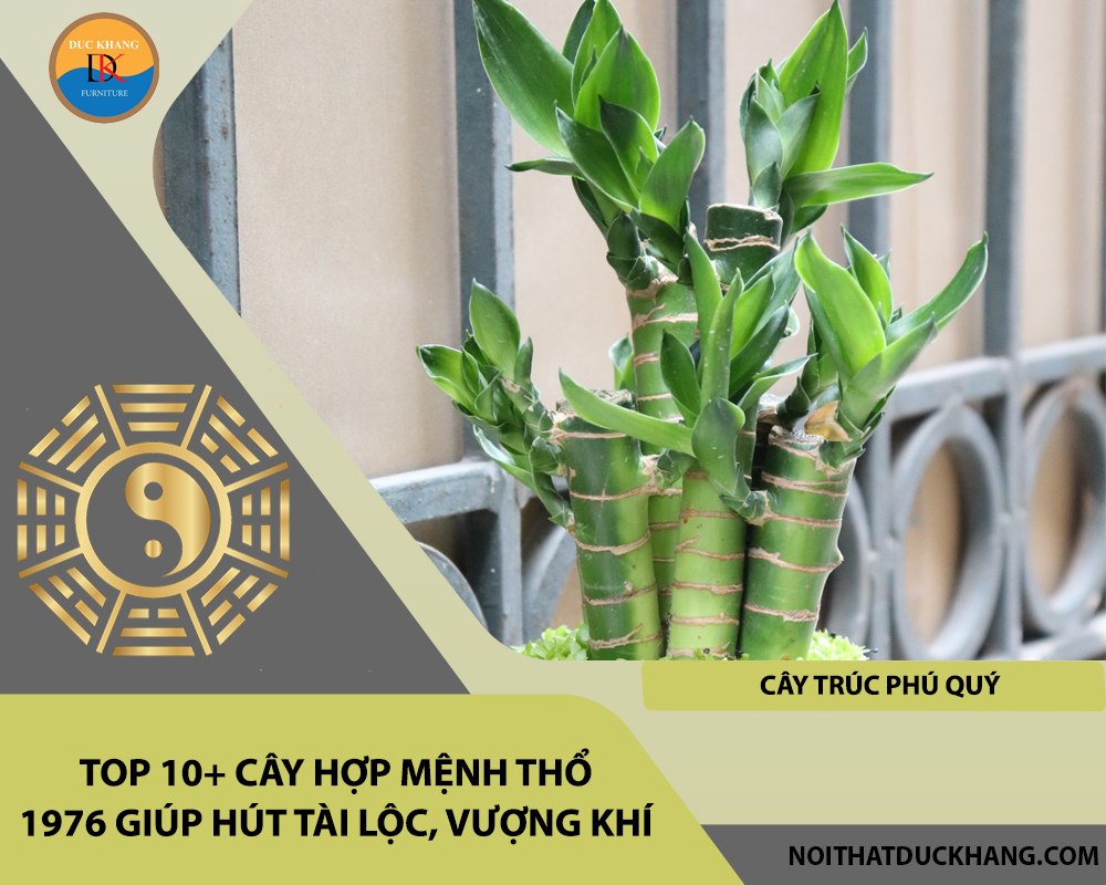 Top 10+ cây hợp mệnh Thổ 1976 giúp hút tài lộc, vượng khí - Cây trúc phú quý
