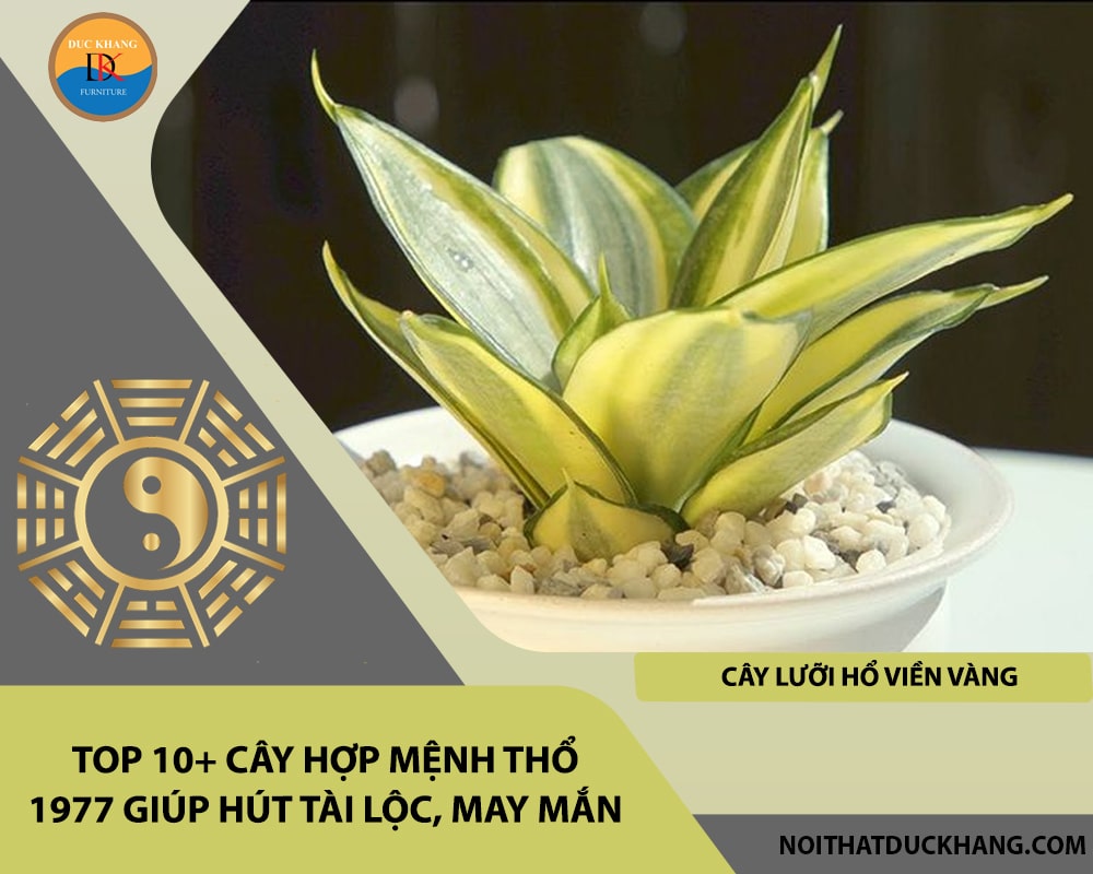 Top 10+ cây hợp mệnh Thổ 1977 giúp hút tài lộc, may mắn - Cây lưỡi hổ viền vàng