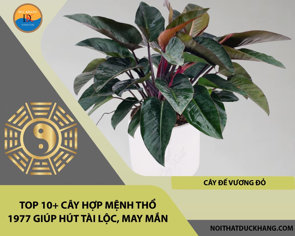 Top 10+ cây hợp mệnh Thổ 1977 giúp hút tài lộc, may mắn - Cây đế vương đỏ