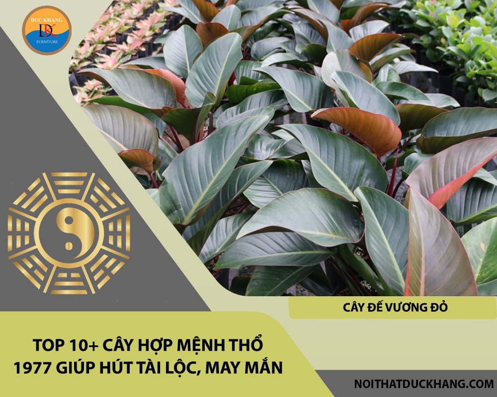 Top 10+ cây hợp mệnh Thổ 1977 giúp hút tài lộc, may mắn - Cây đế vương đỏ