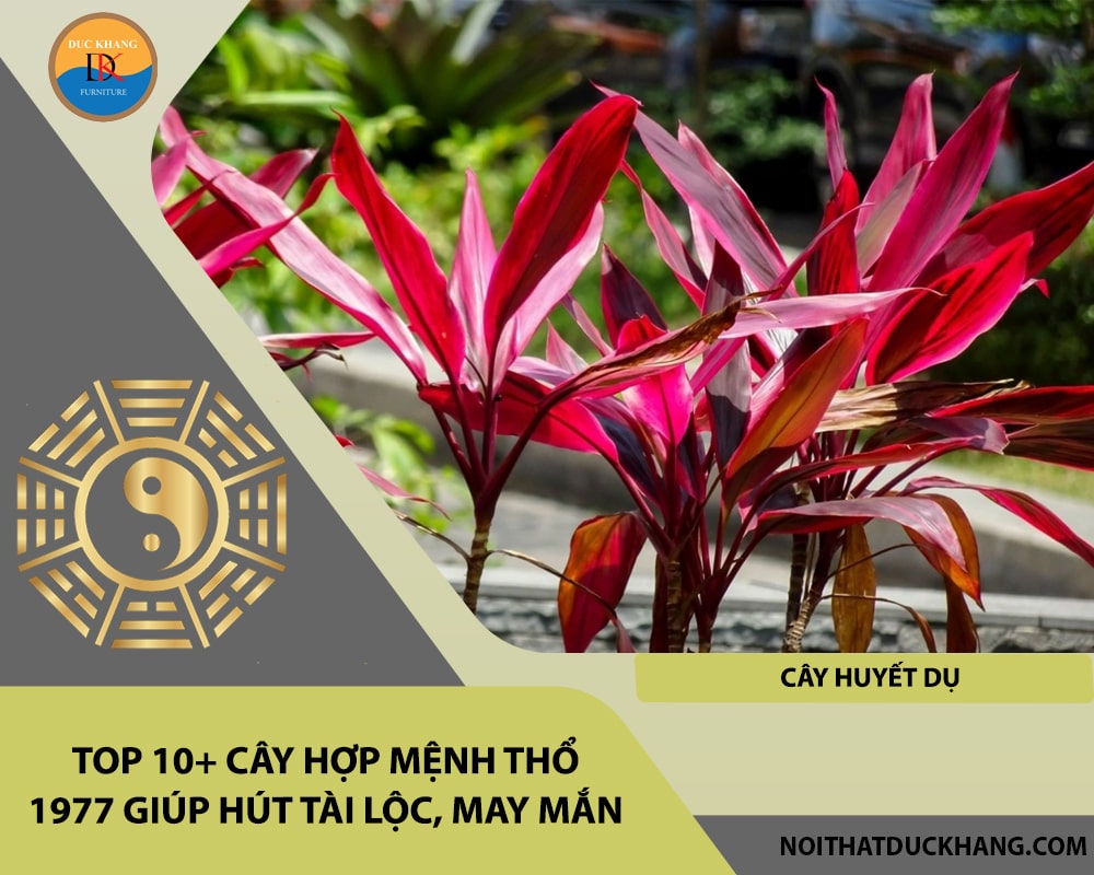 Top 10+ cây hợp mệnh Thổ 1977 giúp hút tài lộc, may mắn - Cây Huyết dụ