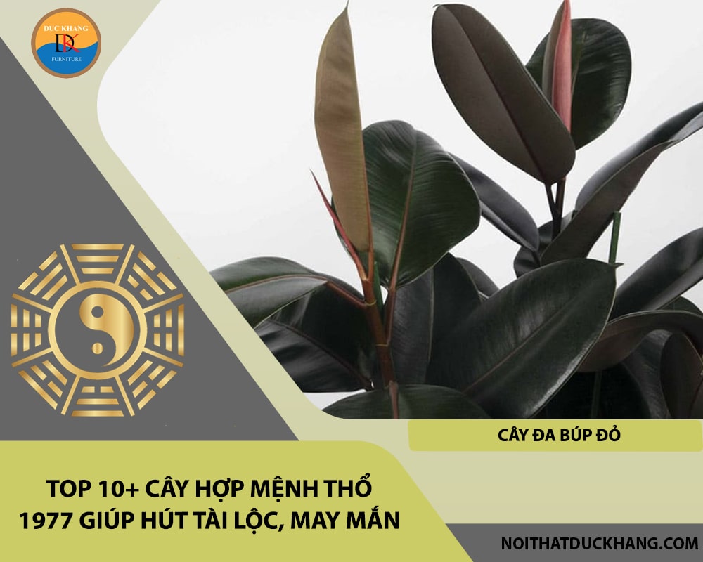 Top 10+ cây hợp mệnh Thổ 1977 giúp hút tài lộc, may mắn - Cây đa búp đỏ
