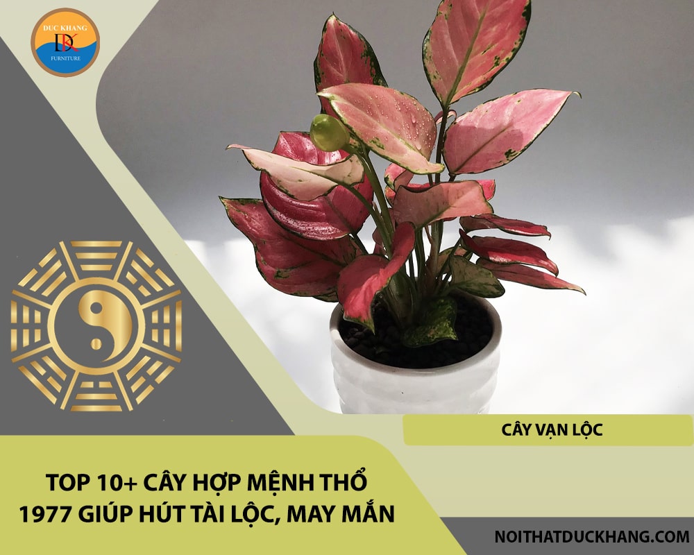 Top 10+ cây hợp mệnh Thổ 1977 giúp hút tài lộc, may mắn - Cây Vạn Lộc