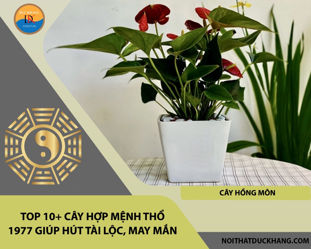 Top 10+ cây hợp mệnh Thổ 1977 giúp hút tài lộc, may mắn - Cây hồng môn