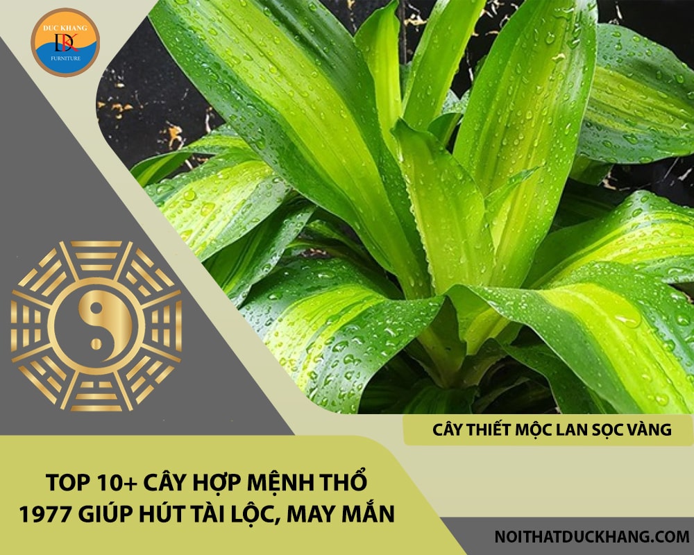 Top 10+ cây hợp mệnh Thổ 1977 giúp hút tài lộc, may mắn