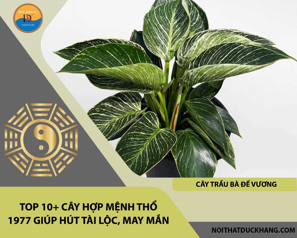 Top 10+ cây hợp mệnh Thổ 1977 giúp hút tài lộc, may mắn - Cây trầu bà đế vương