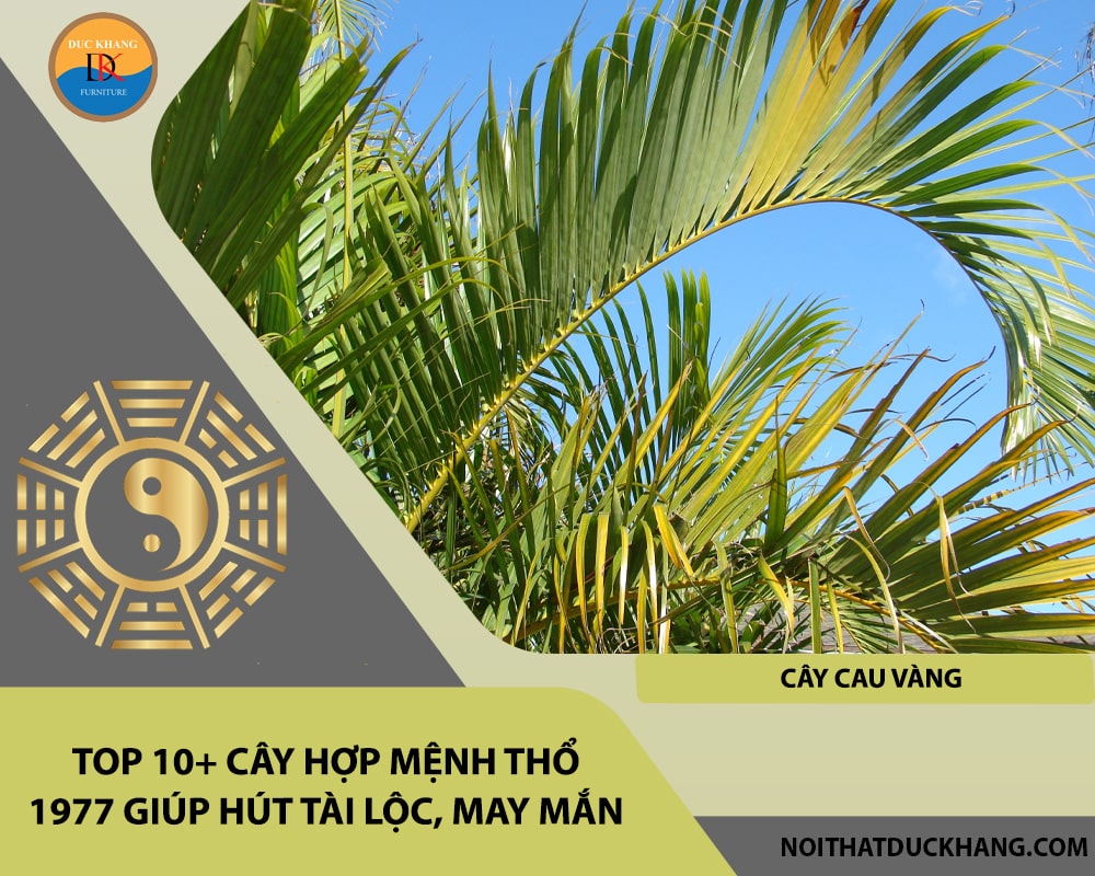 Top 10+ cây hợp mệnh Thổ 1977 giúp hút tài lộc, may mắn - Cây cau vàng