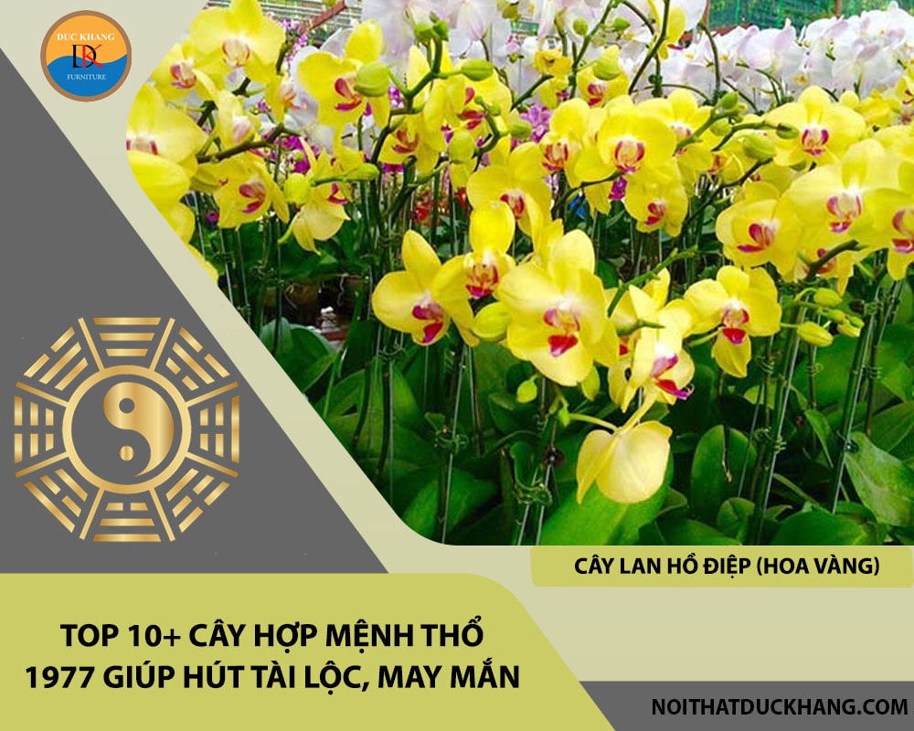 Top 10+ cây hợp mệnh Thổ 1977 giúp hút tài lộc, may mắn - Cây Lan Hồ Điệp (hoa vàng)