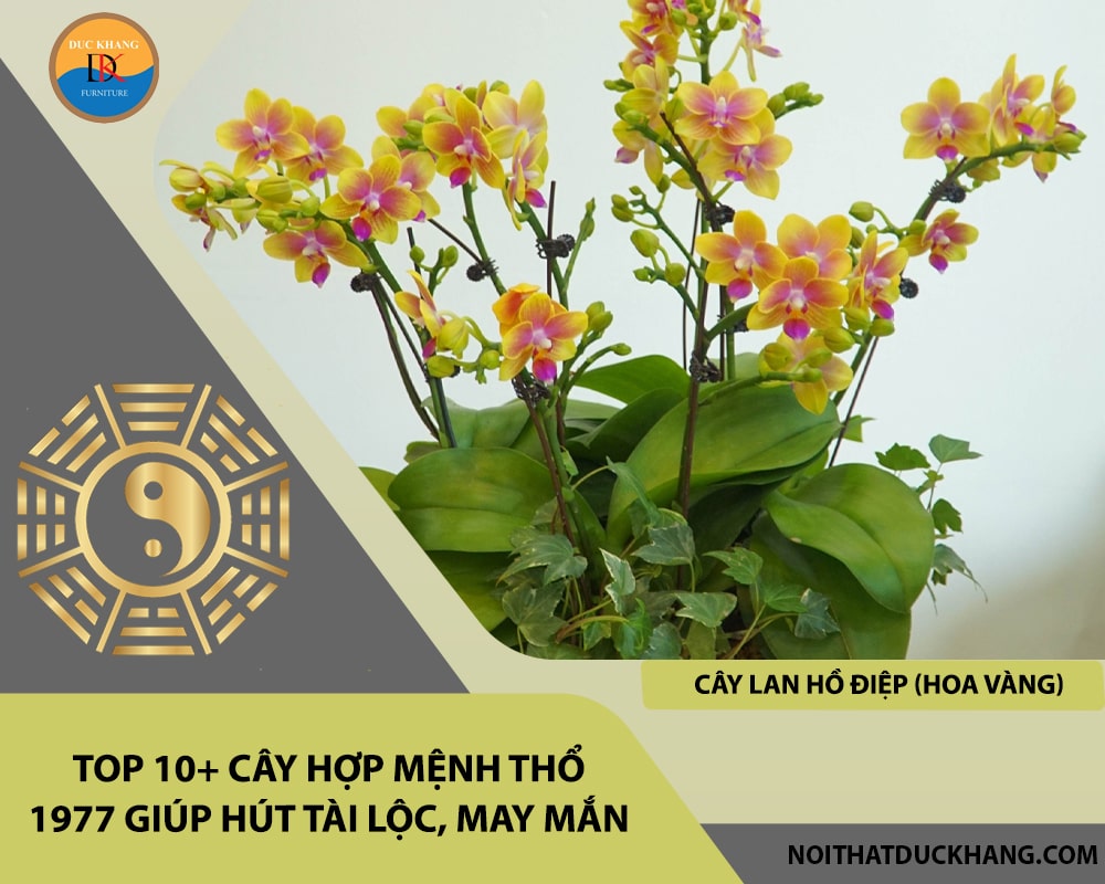 Top 10+ cây hợp mệnh Thổ 1977 giúp hút tài lộc, may mắn - Cây lan hồ điệp (hoa vàng)