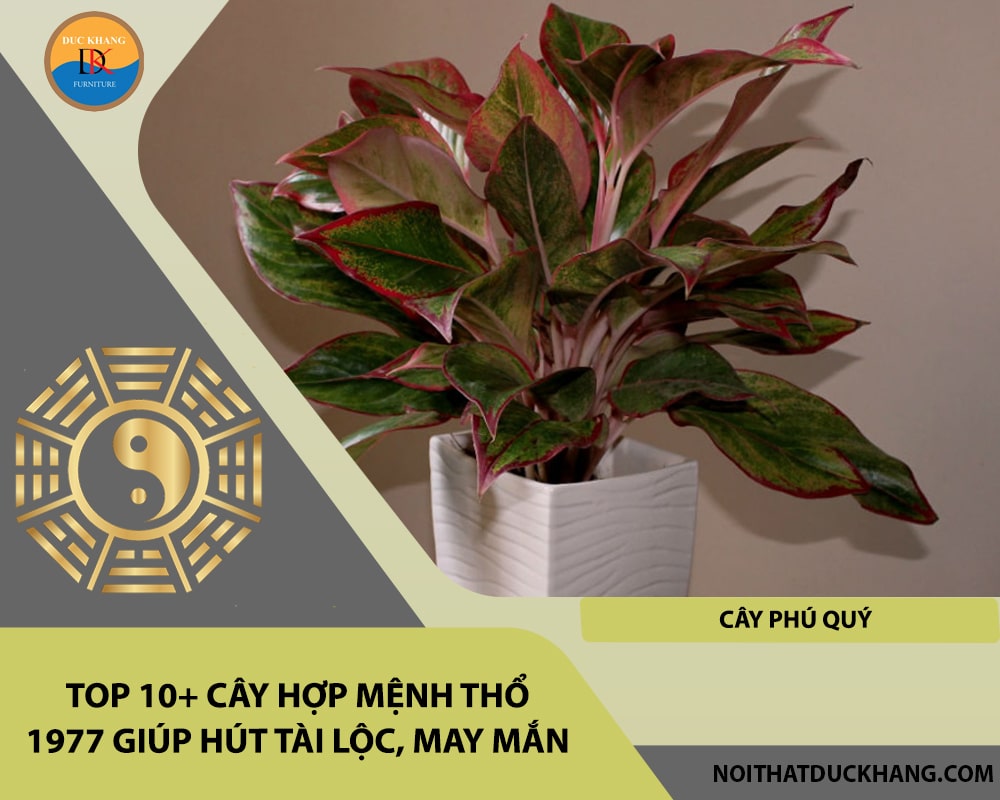 Top 10+ cây hợp mệnh Thổ 1977 giúp hút tài lộc, may mắn - Cây phú quý