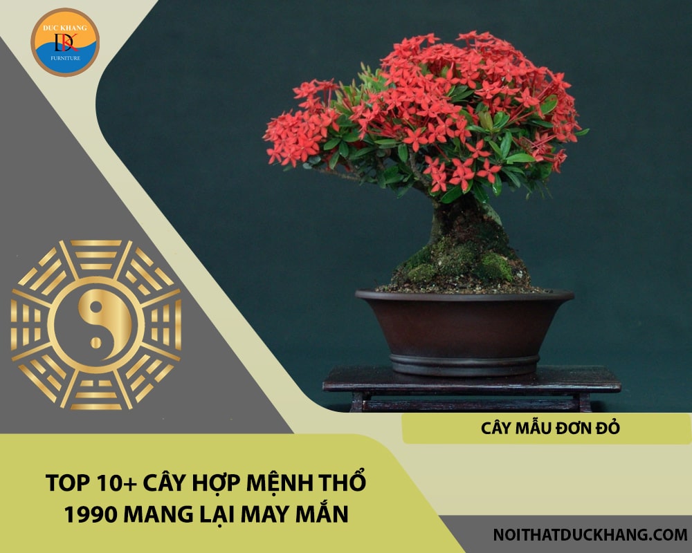 Top 10+ cây hợp mệnh Thổ 1990 mang lại may mắn - Cây mẫu đơn đỏ