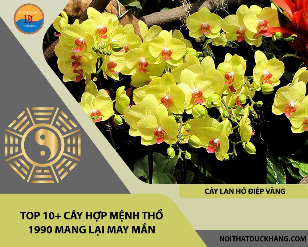 Top 10+ cây hợp mệnh Thổ 1990 mang lại may mắn - Cây lan hồ điệp vàng