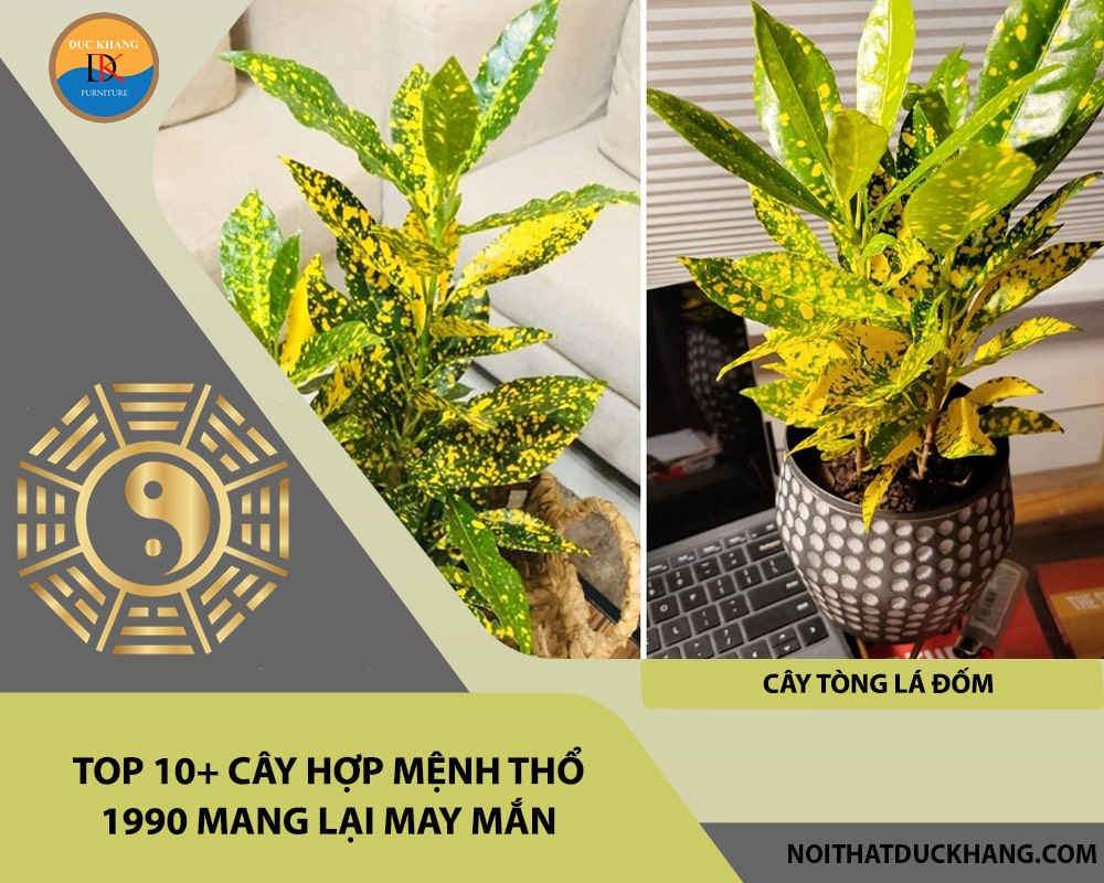 Top 10+ cây hợp mệnh Thổ 1990 mang lại may mắn - Cây tòng lá đốm