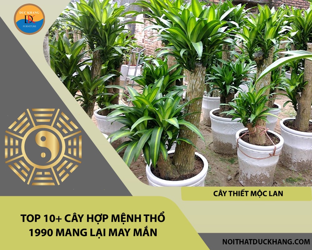 Top 10+ cây hợp mệnh Thổ 1990 mang lại may mắn - Cây thiết mộc lan
