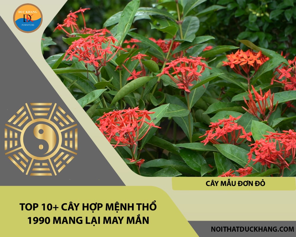 Top 10+ cây hợp mệnh Thổ 1990 mang lại may mắn - Cây mẫu đơn đỏ