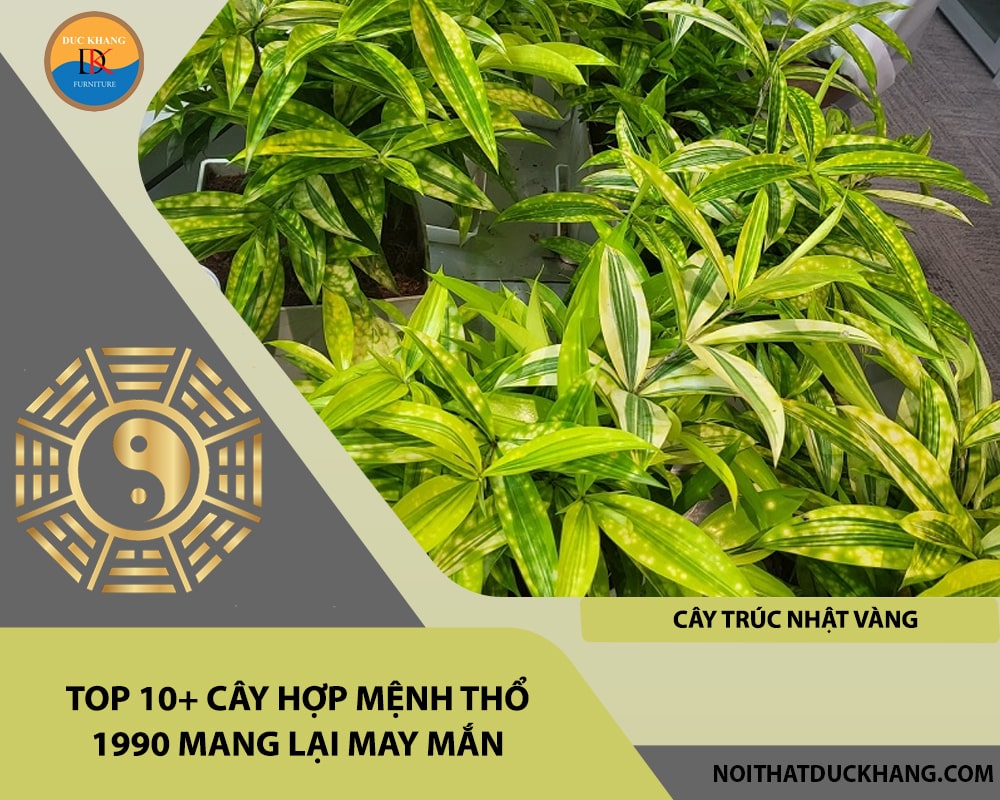 Top 10+ cây hợp mệnh Thổ 1990 mang lại may mắn - Cây trúc nhật vàng