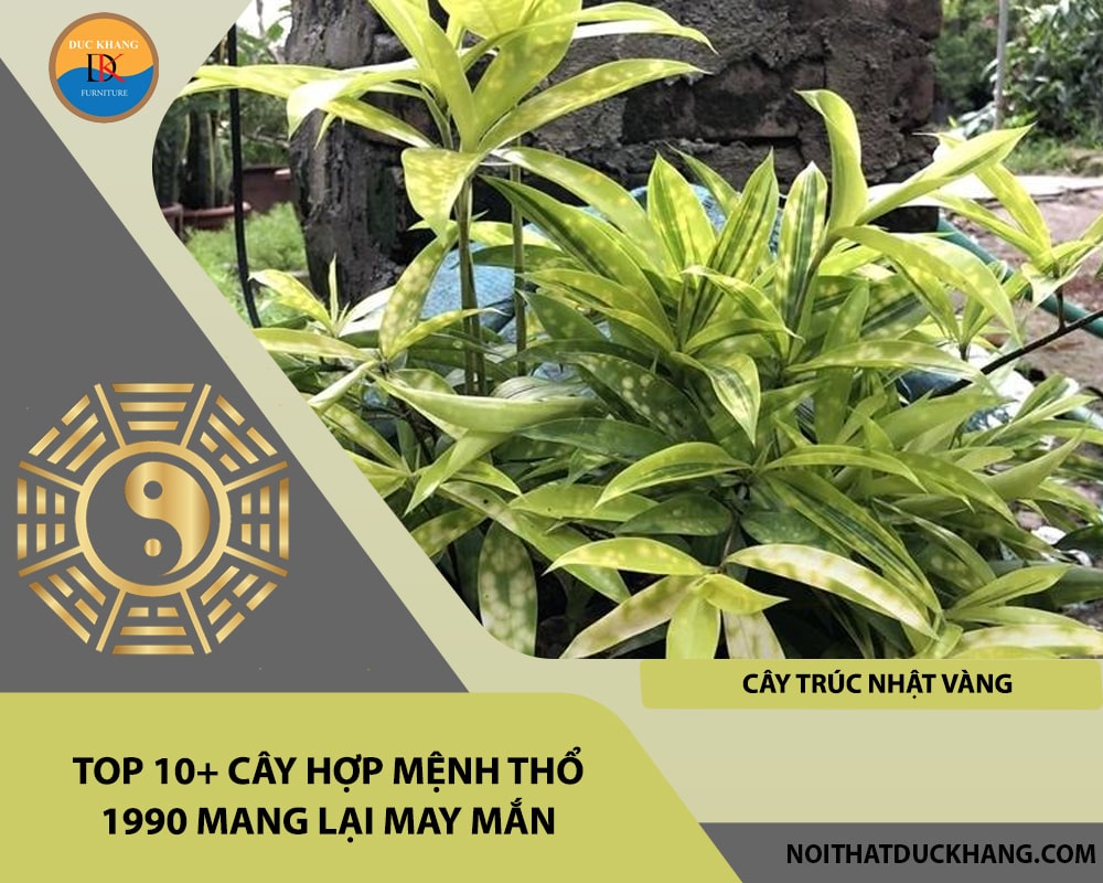 Top 10+ cây hợp mệnh Thổ 1990 mang lại may mắn - Cây trúc Nhật vàng