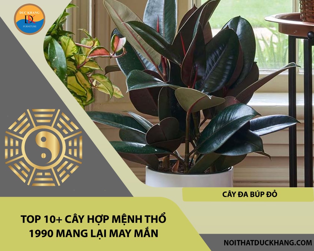 Top 10+ cây hợp mệnh Thổ 1990 mang lại may mắn - Cây đa búp đỏ