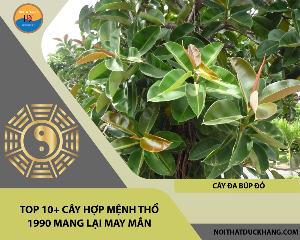 Top 10+ cây hợp mệnh Thổ 1990 mang lại may mắn