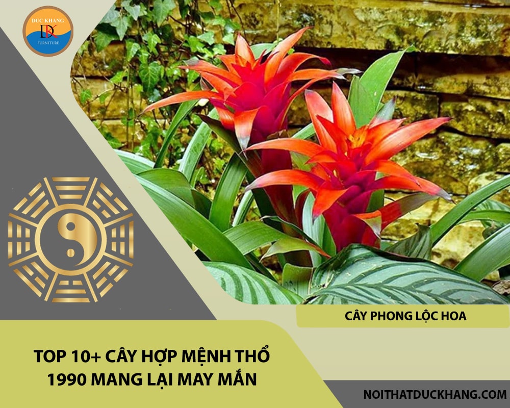 Top 10+ cây hợp mệnh Thổ 1990 mang lại may mắn - Cây phong lộc hoa