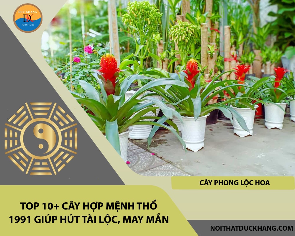 Top 10+ cây hợp mệnh Thổ 1991 giúp hút tài lộc, may mắn - Cây phong lộc hoa