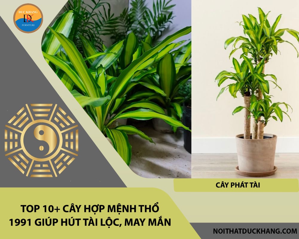 Top 10+ cây hợp mệnh Thổ 1991 giúp hút tài lộc, may mắn - Cây phát tài