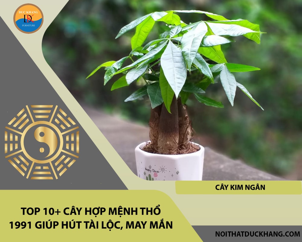 Top 10+ cây hợp mệnh Thổ 1991 giúp hút tài lộc, may mắn - Cây kim ngân