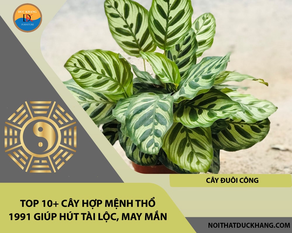 Top 10+ cây hợp mệnh Thổ 1991 giúp hút tài lộc, may mắn - Cây đuôi công