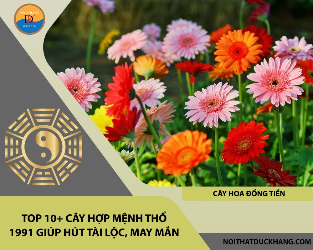 Top 10+ cây hợp mệnh Thổ 1991 giúp hút tài lộc, may mắn - Cây hoa đồng tiền